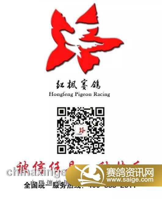红枫赛鸽公棚最新信息一览，最新指南与动态更新
