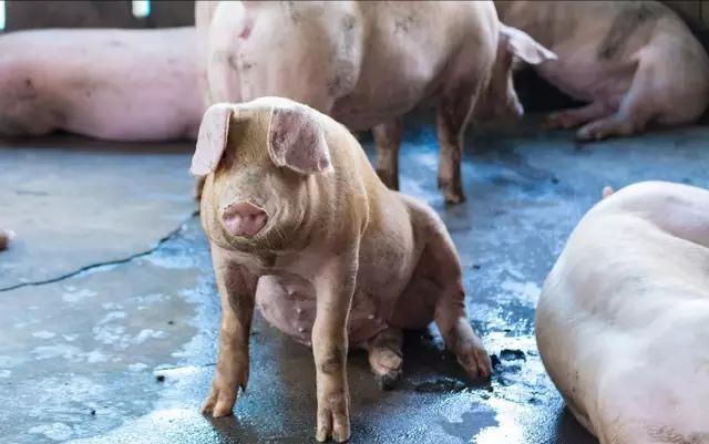 湖北最新生猪价格行情更新，今日猪价动态速递🐖📣